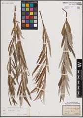 Foto von Salix eleagnos Scop.
